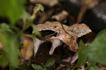 Large gaboon viper feeding on a forest rat. An extremly venomous snake species with cryptic color, living in Central and Eastern Africa.
