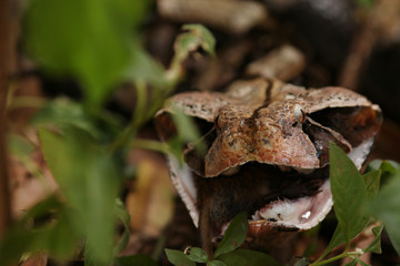 Large gaboon viper feeding on a forest rat. An extremly venomous snake species with cryptic color, living in Central and Eastern Africa.