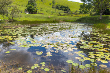 Naklejka premium lake in forest