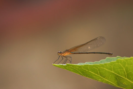 Libelula sobre una hoja verde