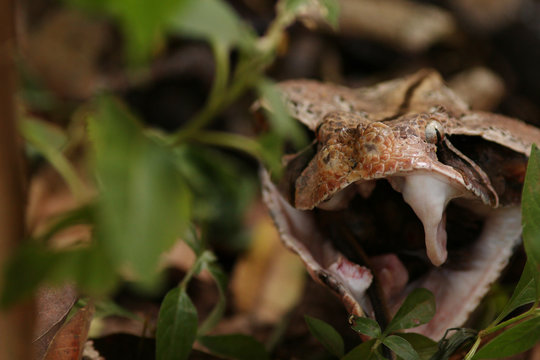 Large gaboon viper feeding on a forest rat. An extremly venomous snake species with cryptic color, living in Central and Eastern Africa.