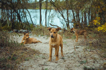 Homeless wild dog in old radioactive zone in Pripyat city - abandoned ghost town after nuclear disaster. Chernobyl exclusion zone.