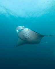 Manta Rays feed and clean in German Channel dive site of Palau's Rock Islands. The channel was originally dredged by Germans when they were colonizing the Pacific Island Nation.