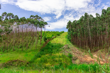 floresta