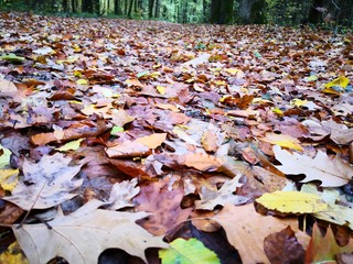 Herbstlaub