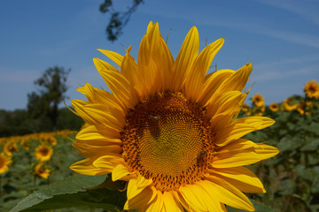 Les tournesols en été