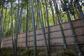 京都ぶらり、竹やぶの春