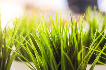 close-up decorative green grass indoor. Blurred background