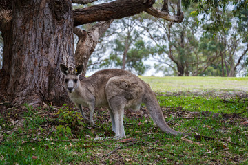 Naklejka na ściany i meble Kangaroo, Nelson Bay, NSW, Australia