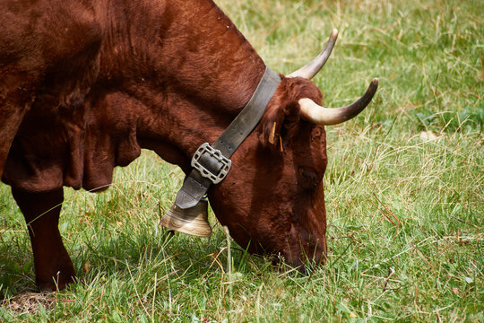 Vache comtoise ou pas ?