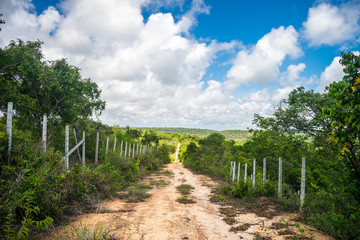 Fototapeta na wymiar A view of a countryside road on Itamaraca Island - Pernambuco, Brazil