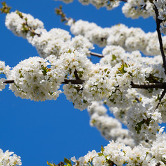 Prunus avium Flowering cherry. Cherry flowers on a tree branch