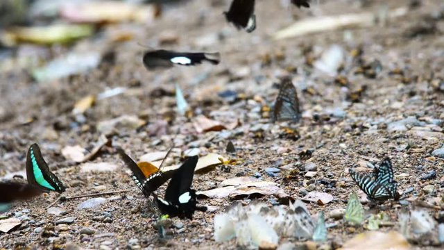 Group of butterflies puddling on the ground and flying in nature, Thailand Butterflies swarm eats minerals in Ban Krang Camp, Kaeng Krachan National Park at Thailand., Panning Right, Panning.