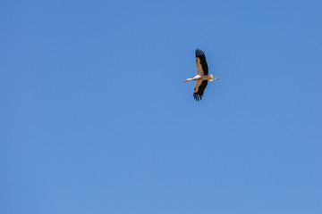 View of a flying adult stork against a blue sky