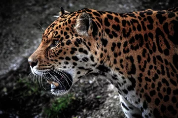 Foto op Plexiglas jaguar portrait © Rachael