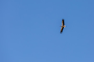 View of a flying adult stork against a blue sky
