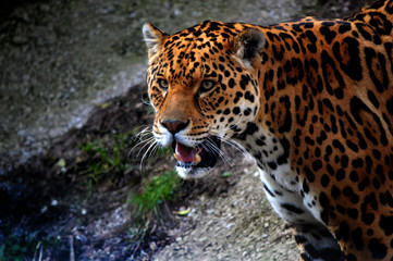 Jaguar