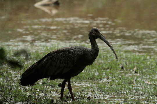 Giant Ibis