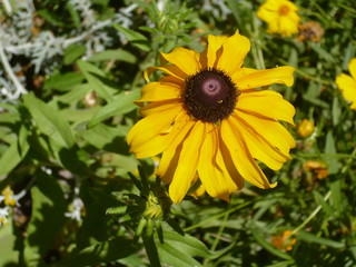 yellow flower in the garden