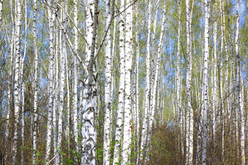 Fototapeta premium Young birch with black and white birch bark in spring in birch grove against the background of other birches