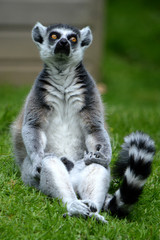 ring tailed lemur