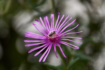 Fototapeta premium Belle fleur et insecte