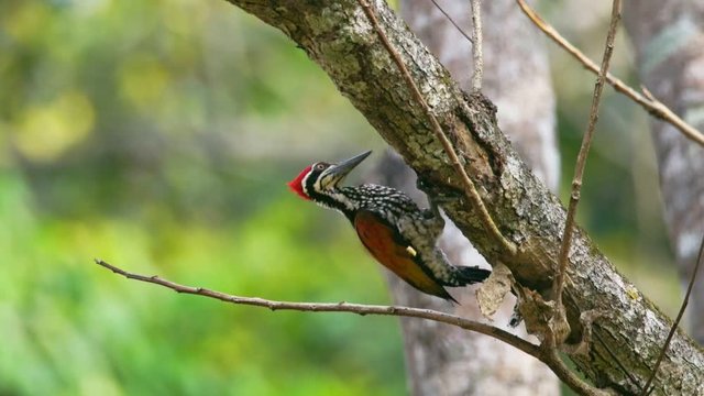 Greater flameback woodpecker drilling bark tree finding food like insect in nature., Panning Left, Panning.