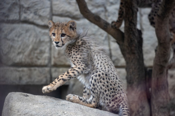 チーター, 赤ちゃん