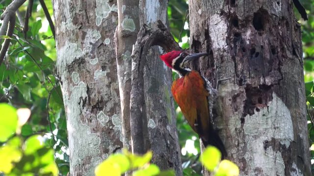 Greater flameback woodpecker drilling bark tree finding food like insect in nature., Panning Left, Panning.