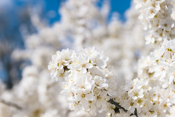 White flower on brunch. Blooming spring tree and sky. Cherry tree in spring time.Sakura bloosom close up in sunny day. Season background with nature. Botanical backdrop.  