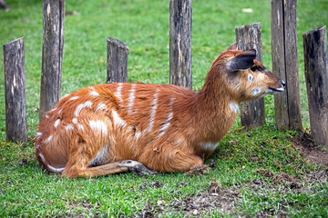 Sitatunga antelope. Latin name - Tragelaphus spekei	