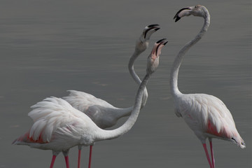 Three flamingos fighting at the Ras Al Khor Wildlife Sanctuary in Dubai
