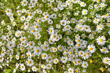 Many chamomile flowers in the meadow, top view.