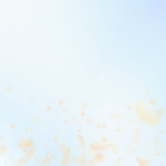 Yellow orange flower petals falling down. Lively r