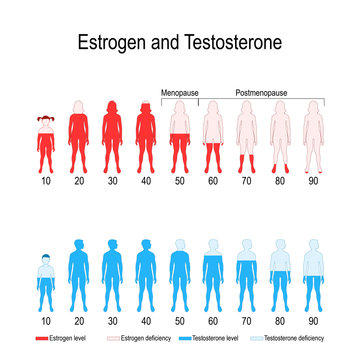 Estrogen and testosterone hormone levels