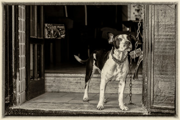 Cane cartolina