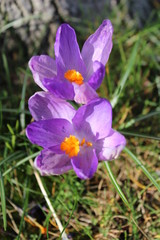 Crocuses in flower on a sunny spring day
