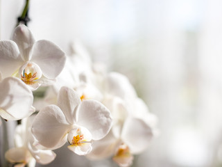 Naklejka na ściany i meble White orchid isolated on blurred background. Soft lovely flowers are seen in an artistic composition, Phalaenopsis flower, place for text