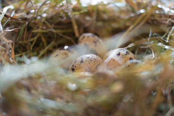 quail eggы in the nest