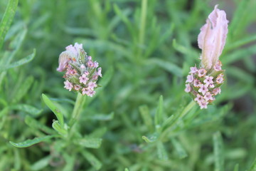 lavender starting to wake on a sunny spring day. You can see the buds starting to open up