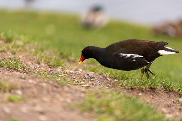 water chicken in nature