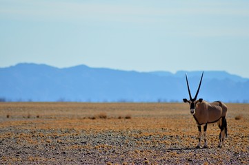 Oryx, Namib Desert, Namibia