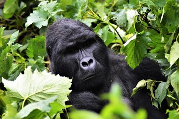 Mountain gorilla, Uganda