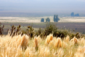 Gold grass Pappostipa speciosa on real patagonic landscape . Golden
