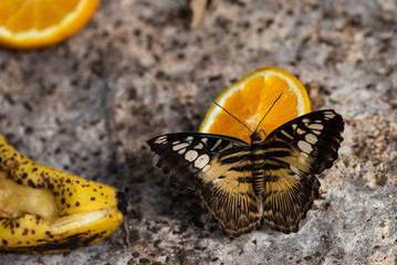 A butterfly feeding on a slice of orange.