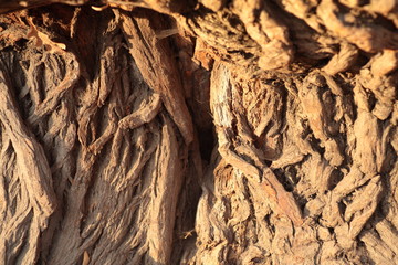 Wood trunk bark texture closeup macro photography, hard light golden