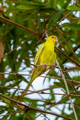 Yellow shell parakeet perching on a perch