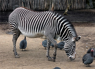 Fototapeta na wymiar Grevy's zebra. Latin name - Equus grevyi 