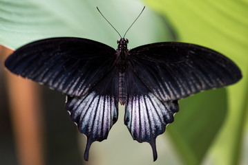 Closeup of a beautiful black and white butterfly resting on a leaf.