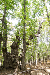 Fototapeta premium trunks of an old green chestnut forest